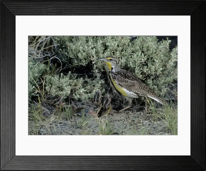 Framed Print : Picture No. 10880641 Framed Print : Picture No. 10880641