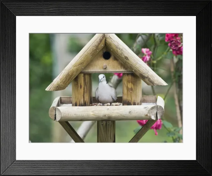 Framed Print : Picture No. 10876398