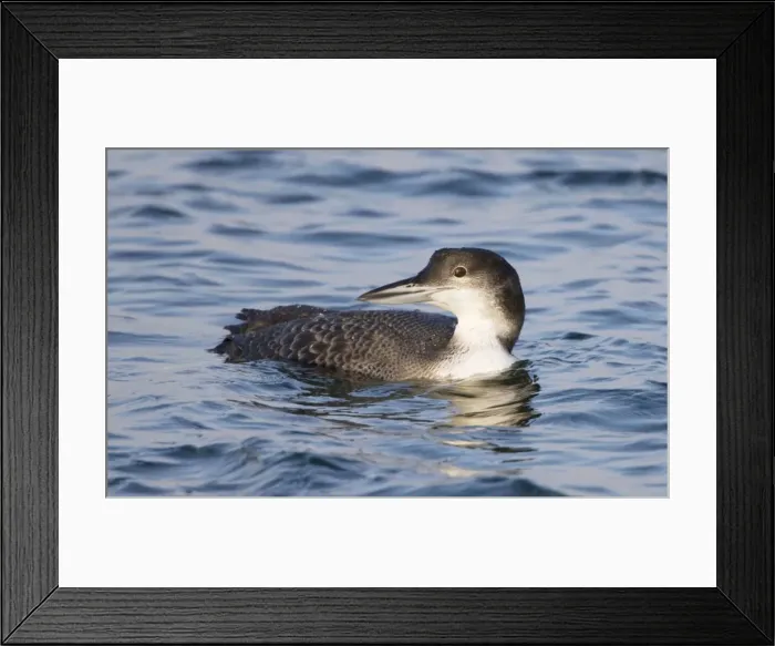 Framed Print : Picture No. 10876403 Framed Print : Picture No. 10876403
