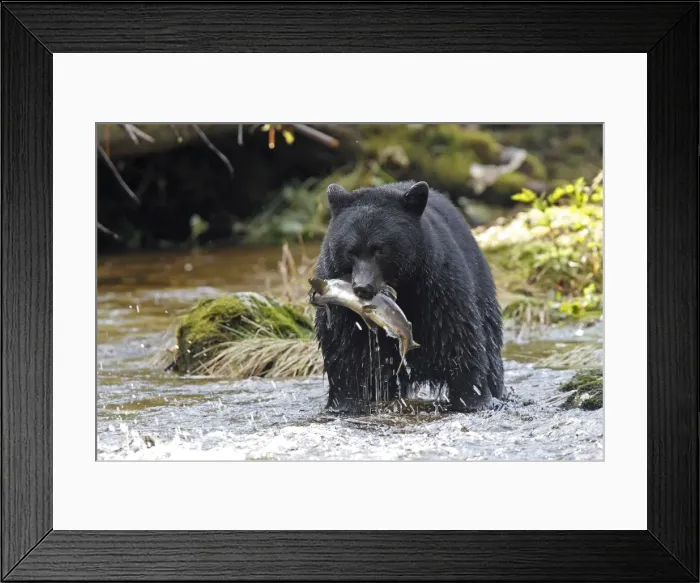 Framed Print : Picture No. 10877324 Framed Print : Picture No. 10877324