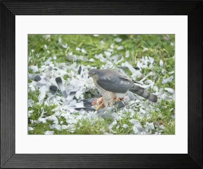 Framed Print : Picture No. 10876434 Framed Print : Picture No. 10876434