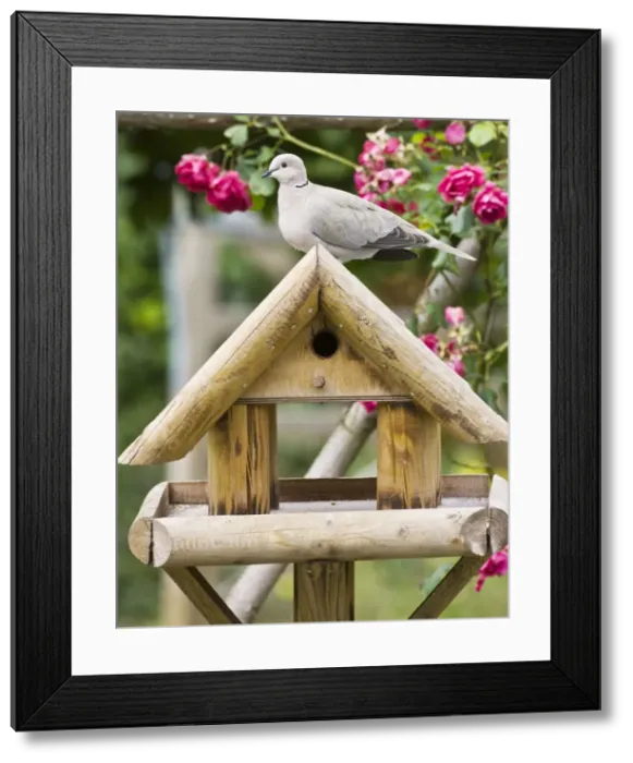 Framed Print : Picture No. 10876397 Framed Print : Picture No. 10876397