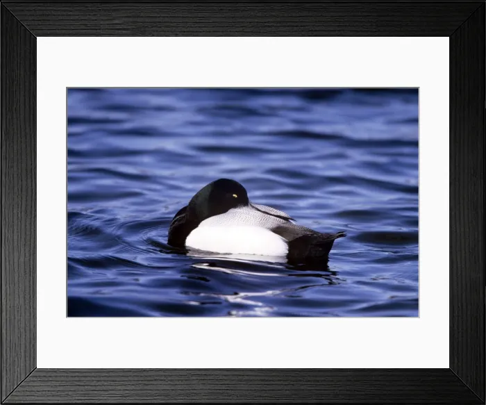 Framed Print : Picture No. 10879773 Framed Print : Picture No. 10879773
