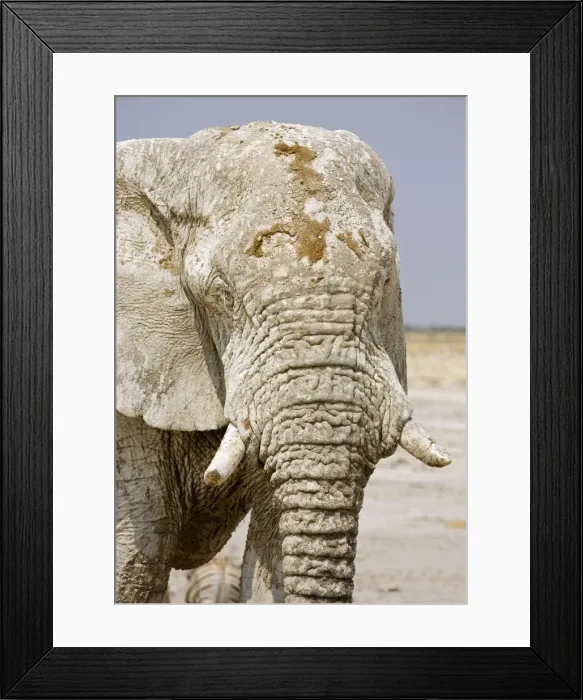 Framed Print : Picture No. 10879331 Framed Print : Picture No. 10879331
