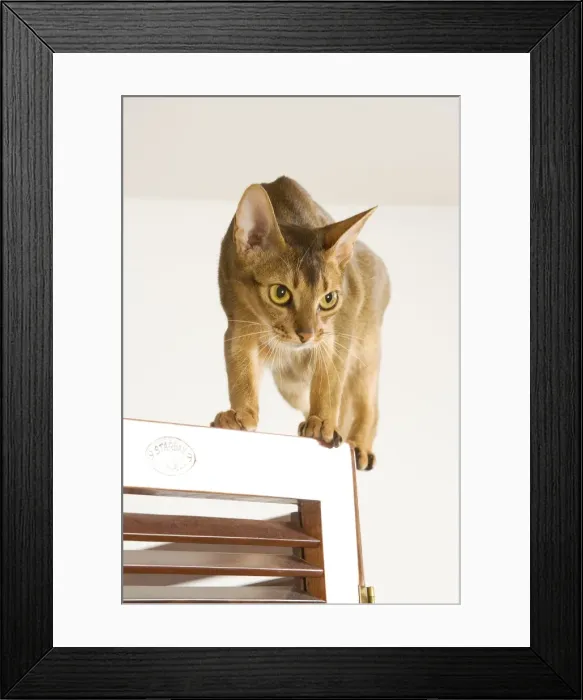 Framed Print : Picture No. 10887903 Framed Print : Picture No. 10887903
