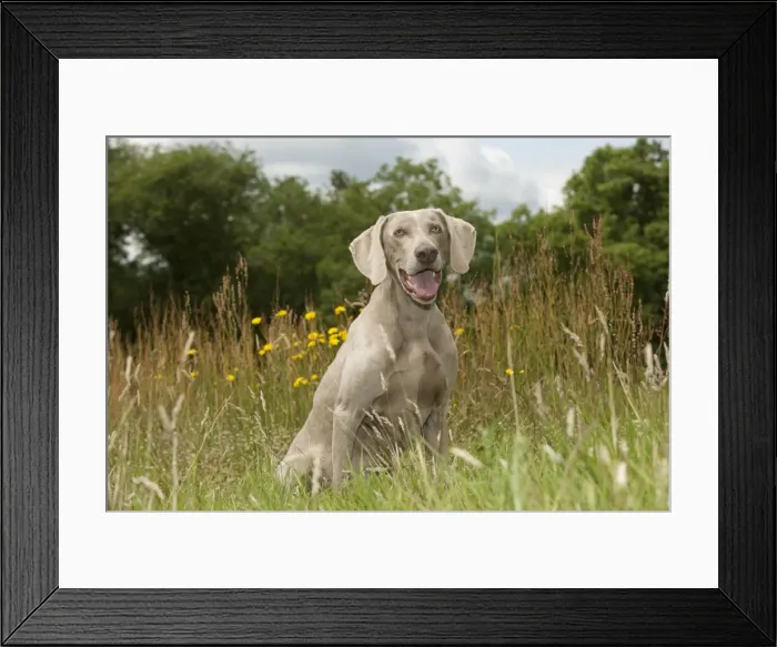Framed Print : Picture No. 10887456 Framed Print : Picture No. 10887456