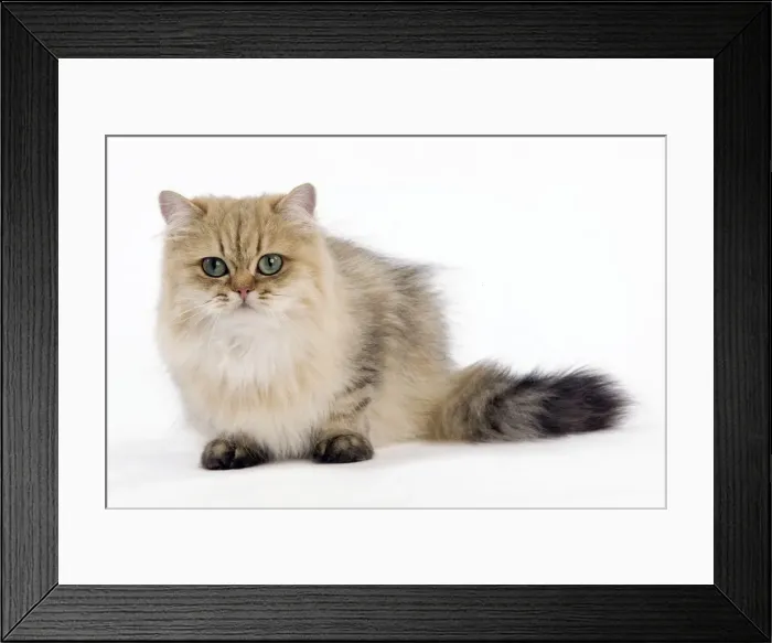 Framed Print : Picture No. 10887896 Framed Print : Picture No. 10887896