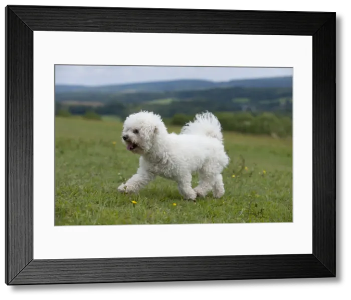 Framed Print : Picture No. 10887513 Framed Print : Picture No. 10887513