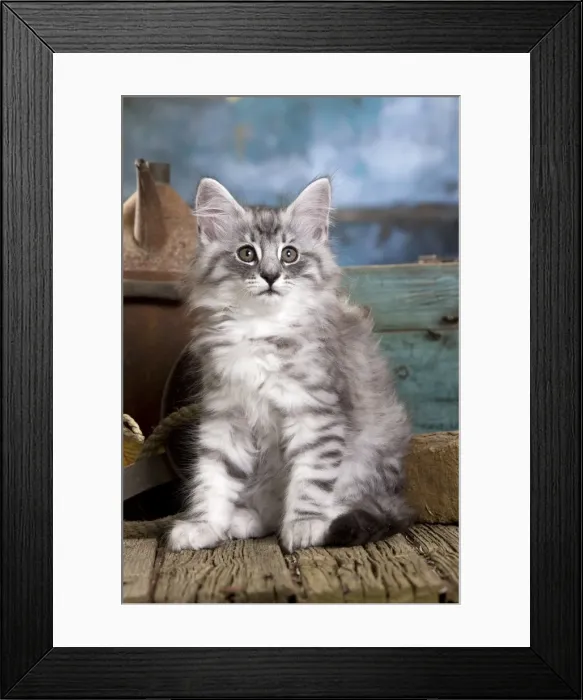 Framed Print : Picture No. 10887779 Framed Print : Picture No. 10887779