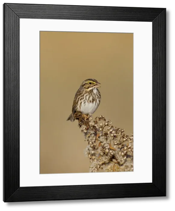 Framed Print : Picture No. 10885365 Framed Print : Picture No. 10885365