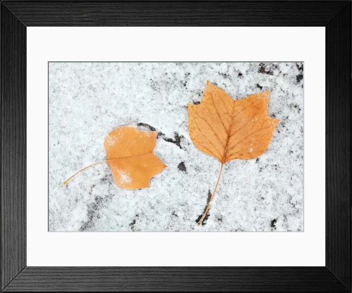 Framed Print : Picture No. 10887359 Framed Print : Picture No. 10887359