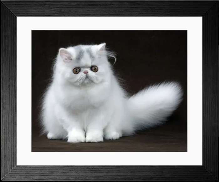 Framed Print : Picture No. 10895342 Framed Print : Picture No. 10895342