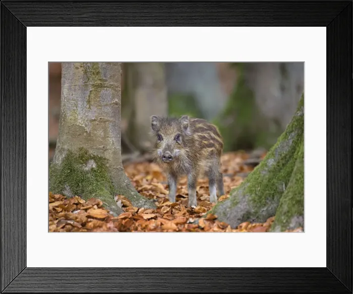 Framed Print : Picture No. 10894824