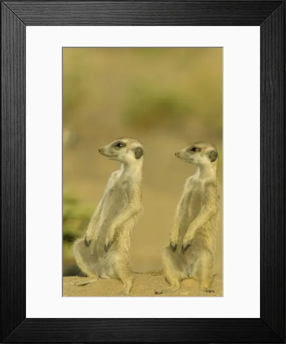 Framed Print : Picture No. 10761557 Framed Print : Picture No. 10761557