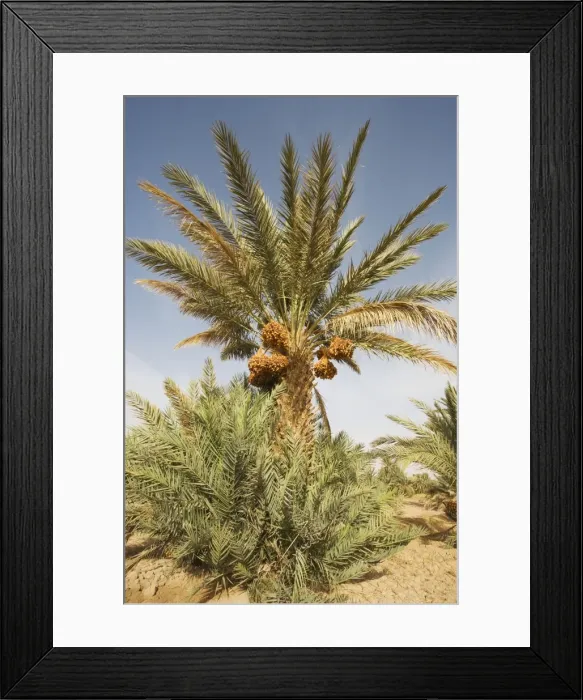 Framed Print : Picture No. 10761385 Framed Print : Picture No. 10761385