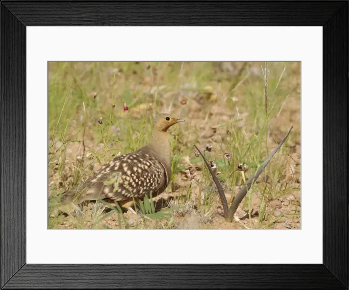 Framed Print : Picture No. 10761370 Framed Print : Picture No. 10761370