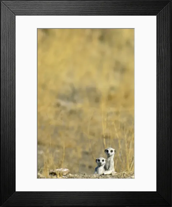 Framed Print : Picture No. 10761553 Framed Print : Picture No. 10761553