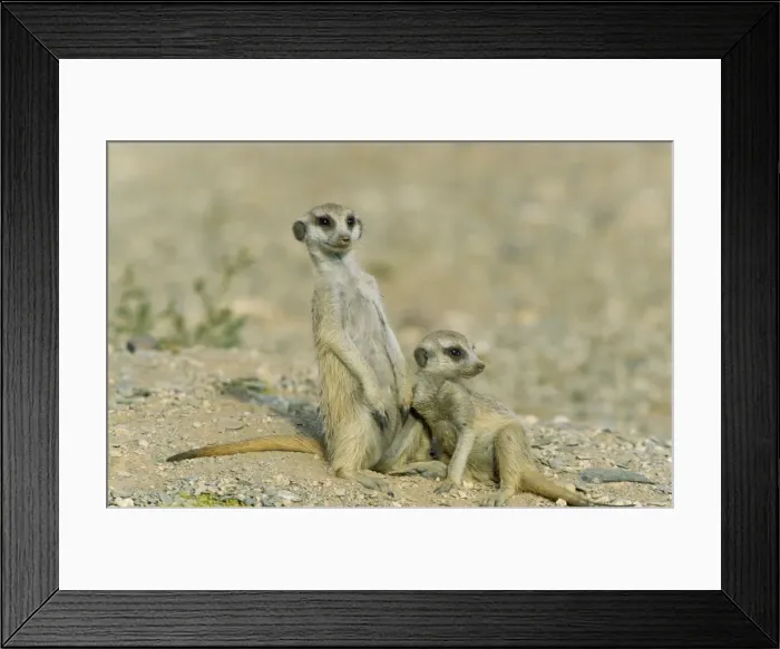 Framed Print : Picture No. 10761564 Framed Print : Picture No. 10761564
