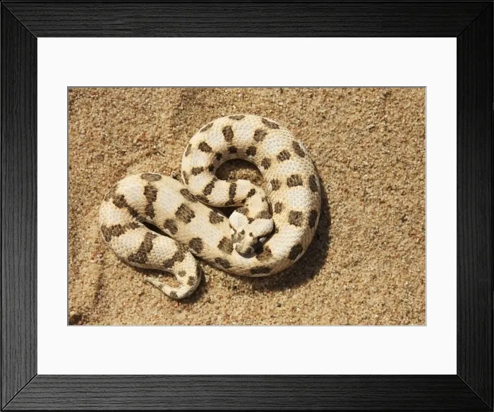 Framed Print : Picture No. 10761364 Framed Print : Picture No. 10761364