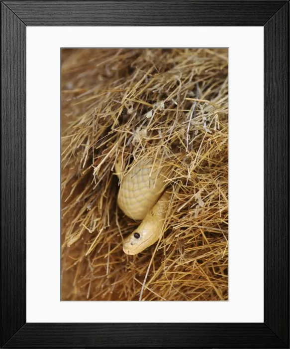 Framed Print : Picture No. 10761361 Framed Print : Picture No. 10761361