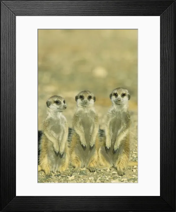Framed Print : Picture No. 10761558