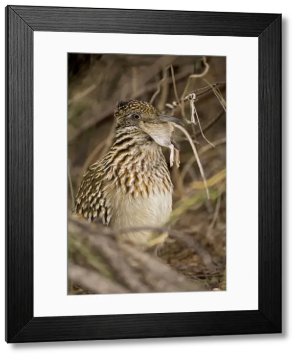Framed Print : Picture No. 10735704 Framed Print : Picture No. 10735704