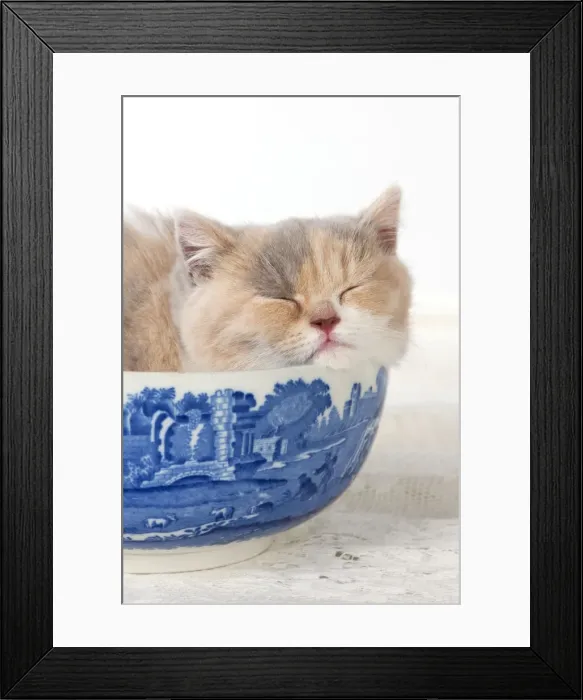 Framed Print : Picture No. 10983309 Framed Print : Picture No. 10983309