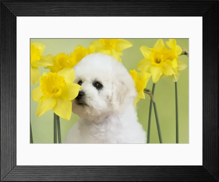 Framed Print : Picture No. 10983266 Framed Print : Picture No. 10983266
