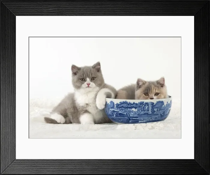 Framed Print : Picture No. 10983307 Framed Print : Picture No. 10983307