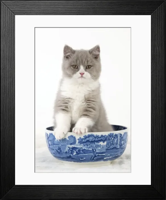 Framed Print : Picture No. 10983304 Framed Print : Picture No. 10983304