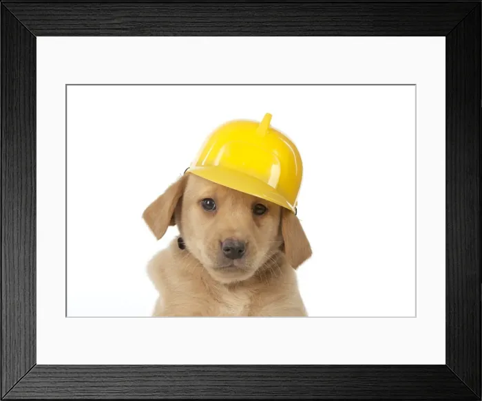 Framed Print : Picture No. 10983279 Framed Print : Picture No. 10983279