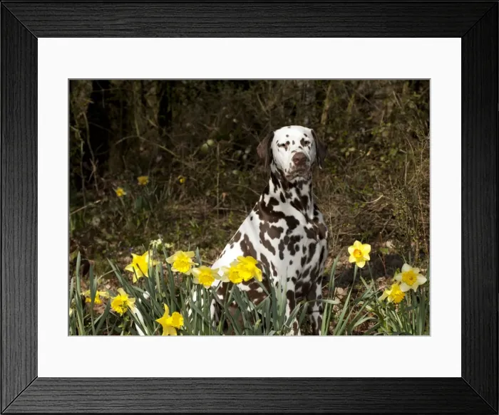 Framed Print : Picture No. 10888924 Framed Print : Picture No. 10888924