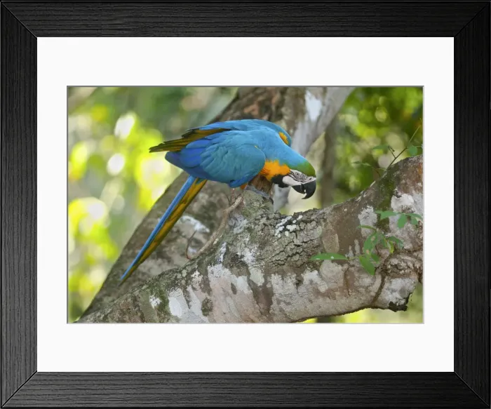 Framed Print : Picture No. 10889175 Framed Print : Picture No. 10889175
