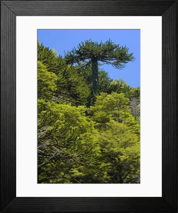 Framed Print : Picture No. 10889140