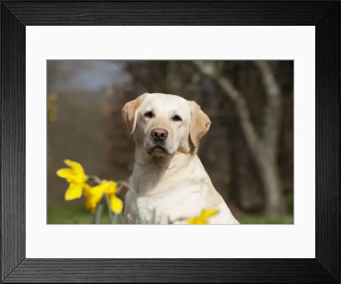 Framed Print : Picture No. 10888920 Framed Print : Picture No. 10888920