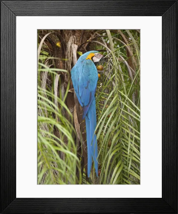 Framed Print : Picture No. 10889173
