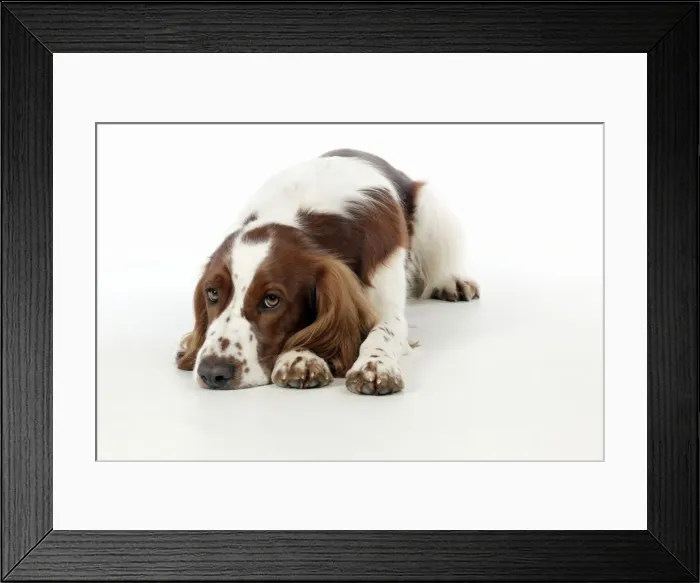 Framed Print : Picture No. 10888907 Framed Print : Picture No. 10888907