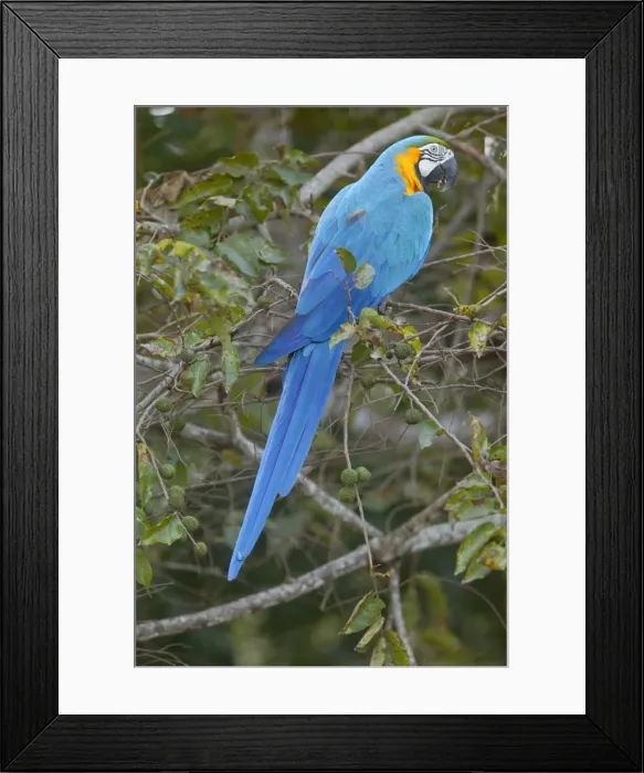 Framed Print : Picture No. 10889178 Framed Print : Picture No. 10889178