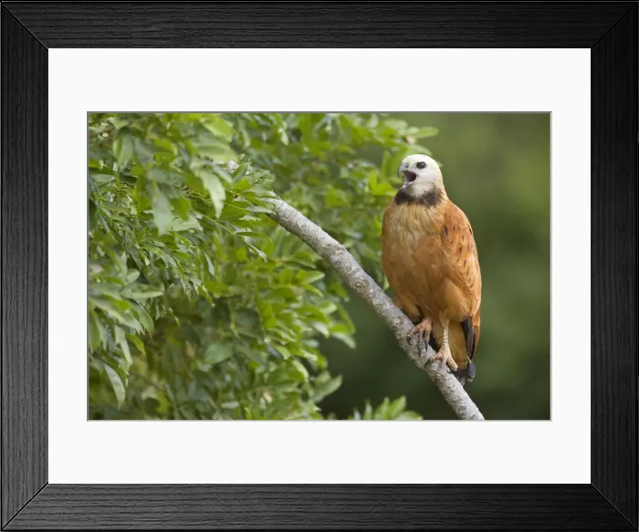 Framed Print : Picture No. 10889171 Framed Print : Picture No. 10889171