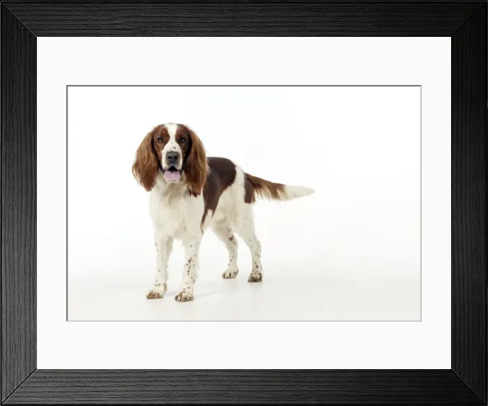 Framed Print : Picture No. 10888904 Framed Print : Picture No. 10888904