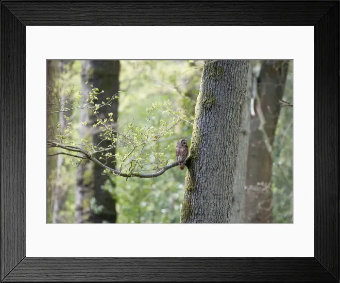 Framed Print : Picture No. 10889133 Framed Print : Picture No. 10889133