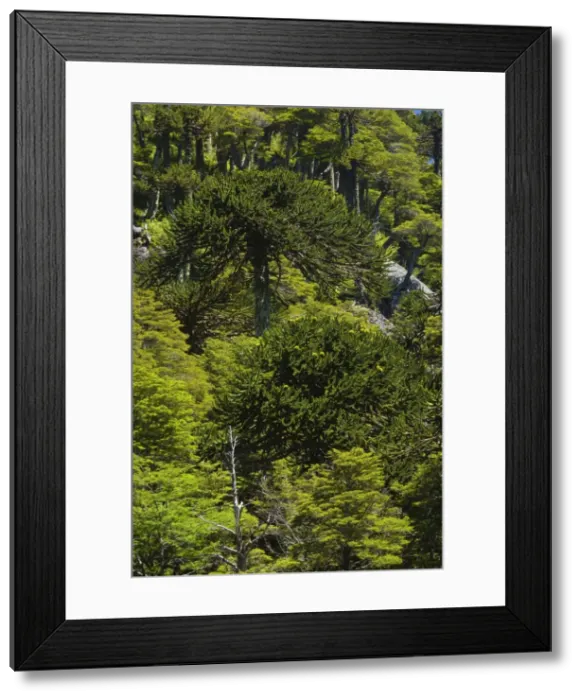 Framed Print : Picture No. 10889139 Framed Print : Picture No. 10889139