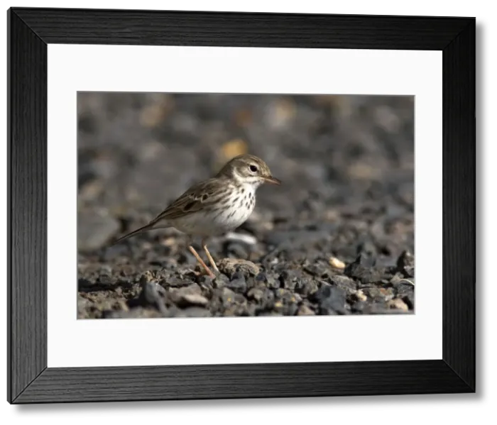 Framed Print : Picture No. 10885118 Framed Print : Picture No. 10885118