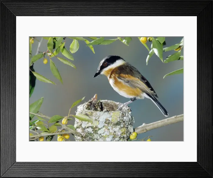 Framed Print : Picture No. 10885133 Framed Print : Picture No. 10885133