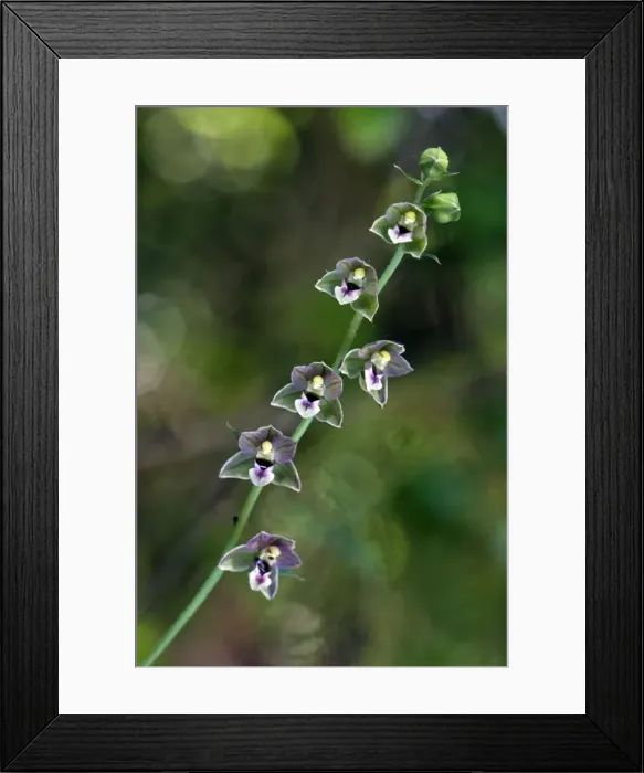 Framed Print : Picture No. 10885128 Framed Print : Picture No. 10885128