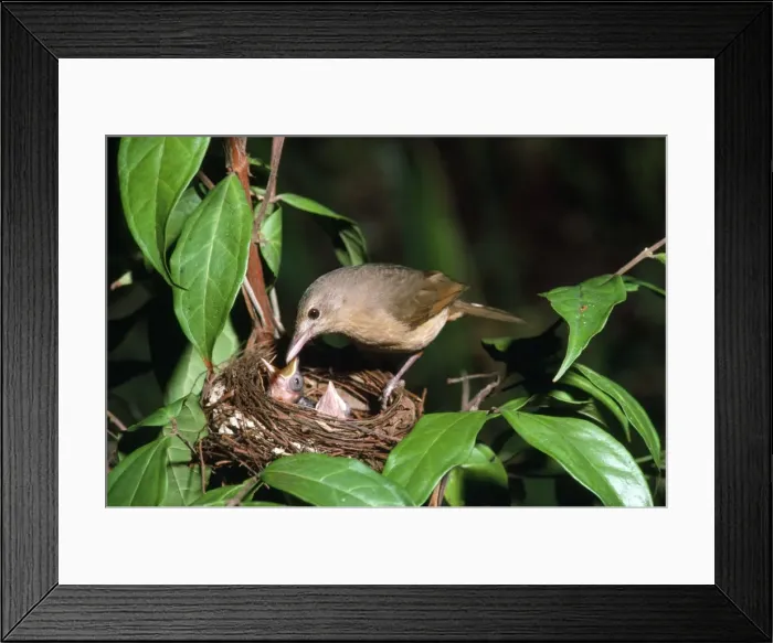 Framed Print : Picture No. 10885130 Framed Print : Picture No. 10885130