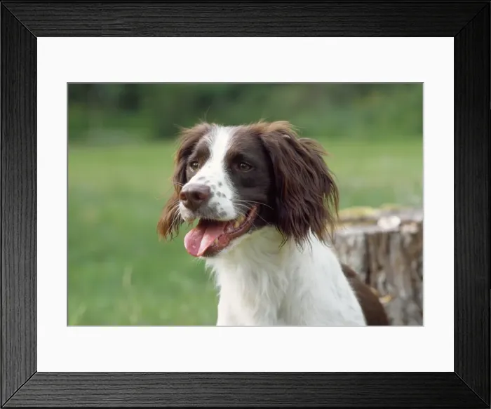 Framed Print : Picture No. 10885138 Framed Print : Picture No. 10885138