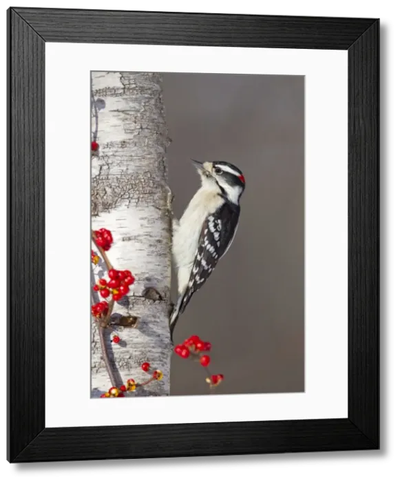 Framed Print : Picture No. 10885296 Framed Print : Picture No. 10885296