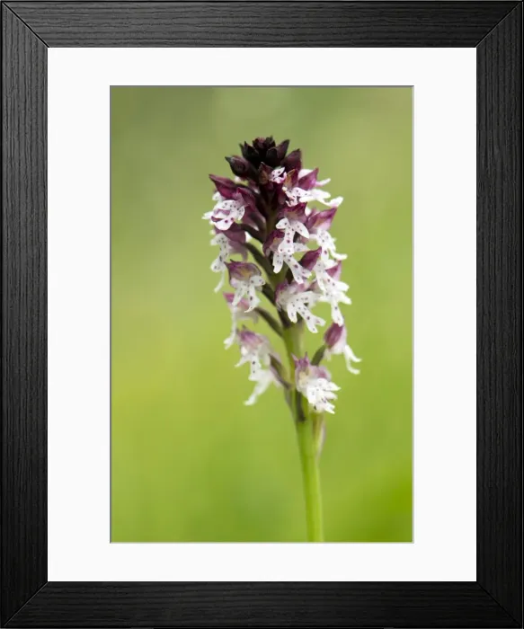 Framed Print : Picture No. 10885097 Framed Print : Picture No. 10885097