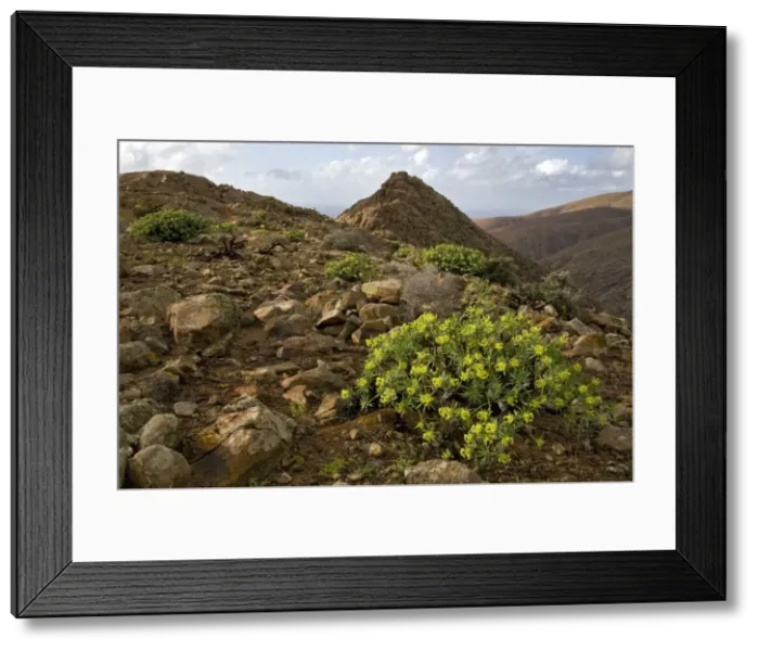 Framed Print : Picture No. 10885120 Framed Print : Picture No. 10885120